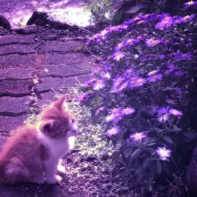 Profile image of 수현