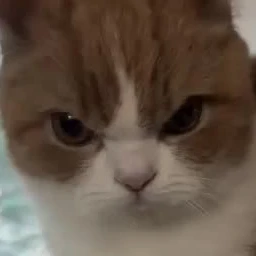 쿠키