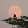 Profile image of 烏羽