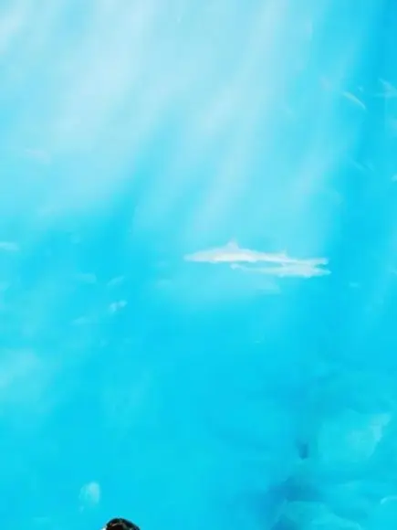 Memeton의 カリスマ転校生 .