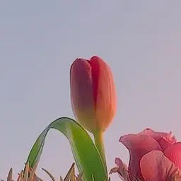 Profile image of 蘭