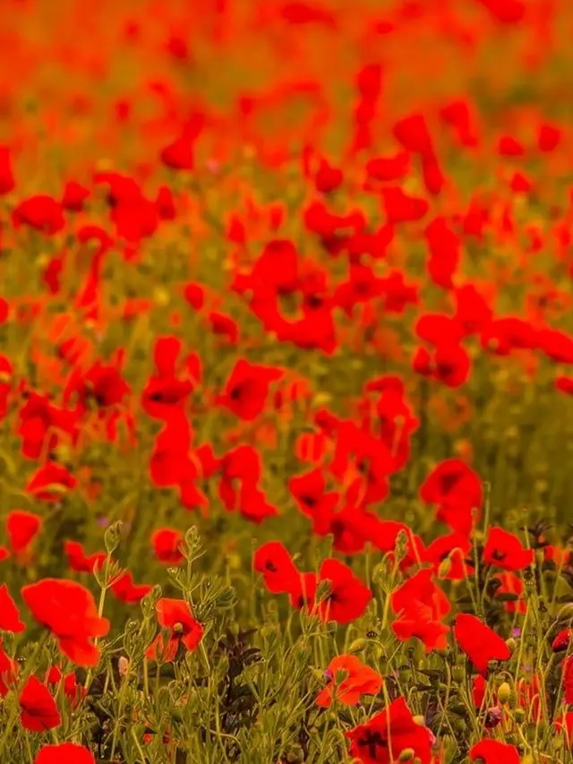 Kemuri_777_의 ろれがΩってマ？