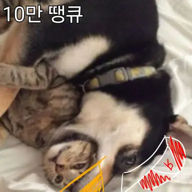 Profile image of 포요