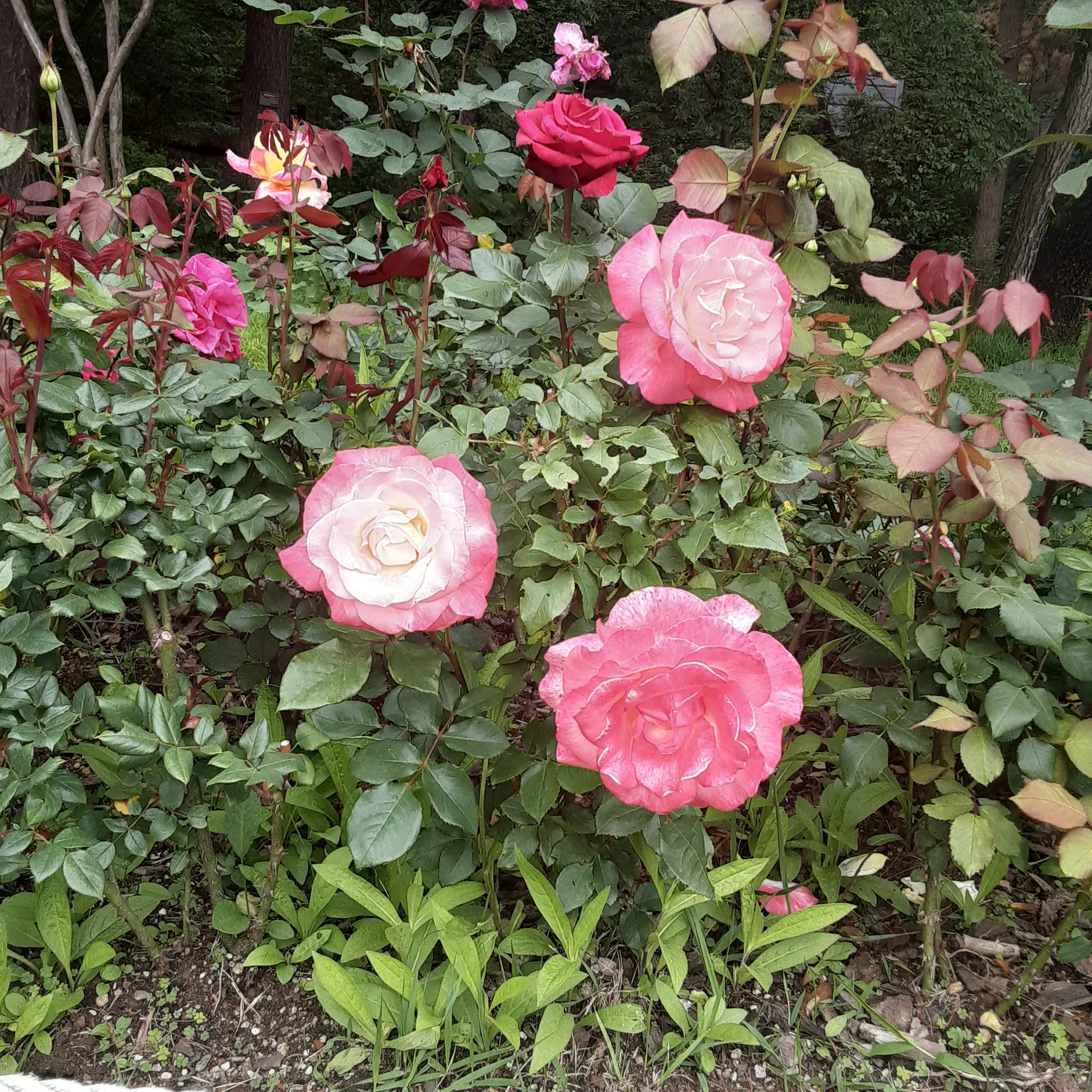 SleazyBass9570의 리레볼루션