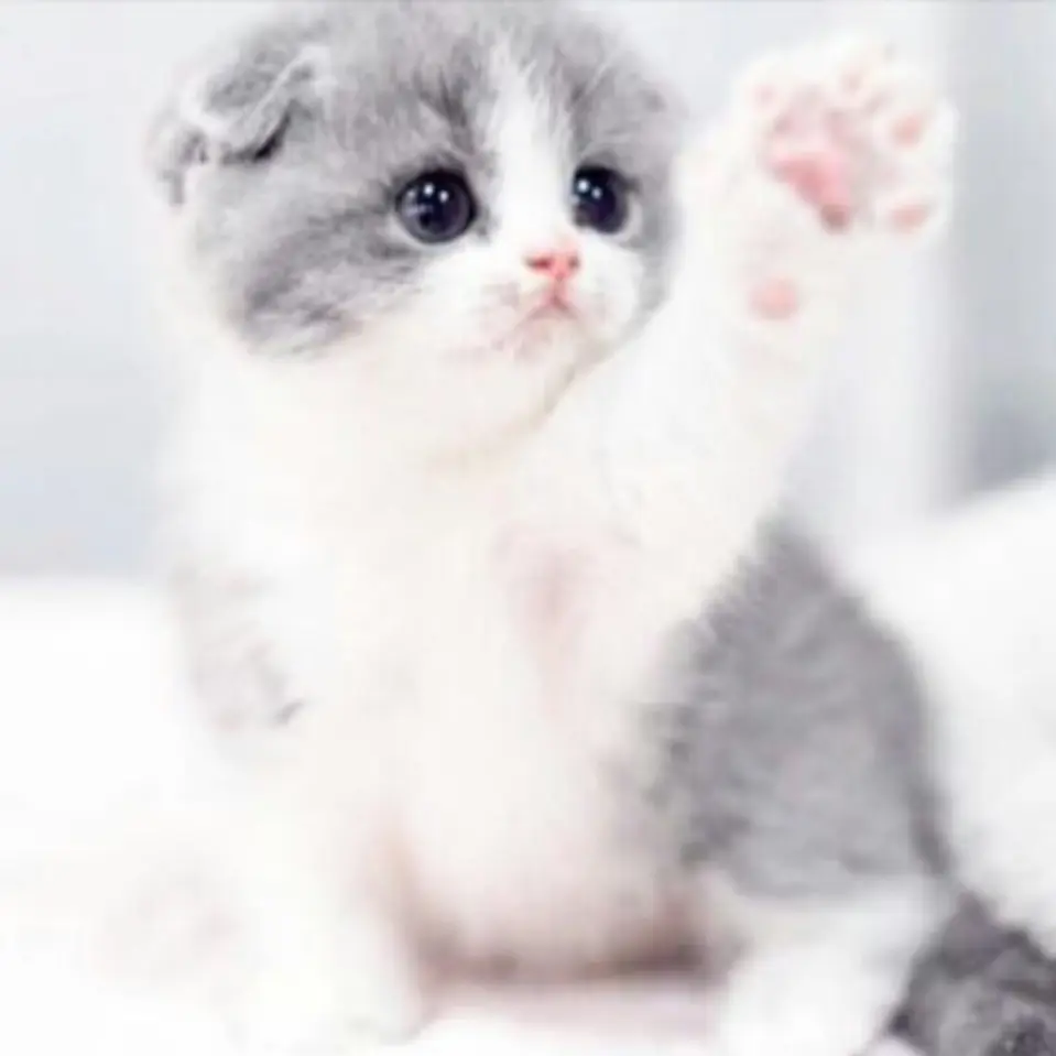Stareadofobby의 고양이