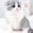 고양이