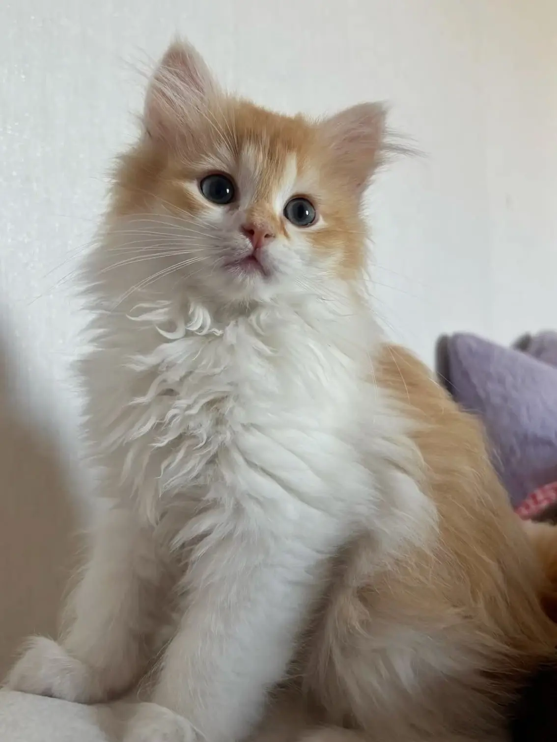 jr_tnk3의 わたしのねこちゃん