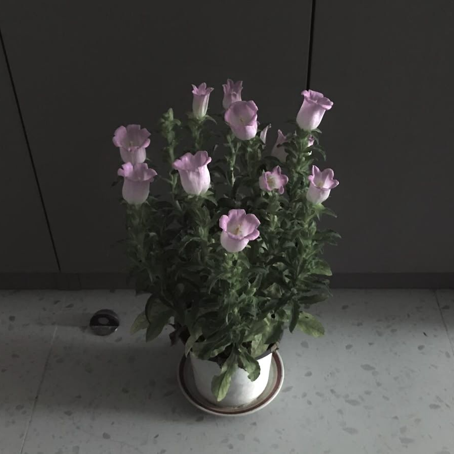 濃くありませんが .ᐟ 대표 이미지