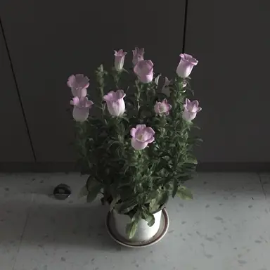 Profile image of Neung-geum