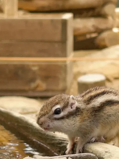 Profile image of 神崎  湊