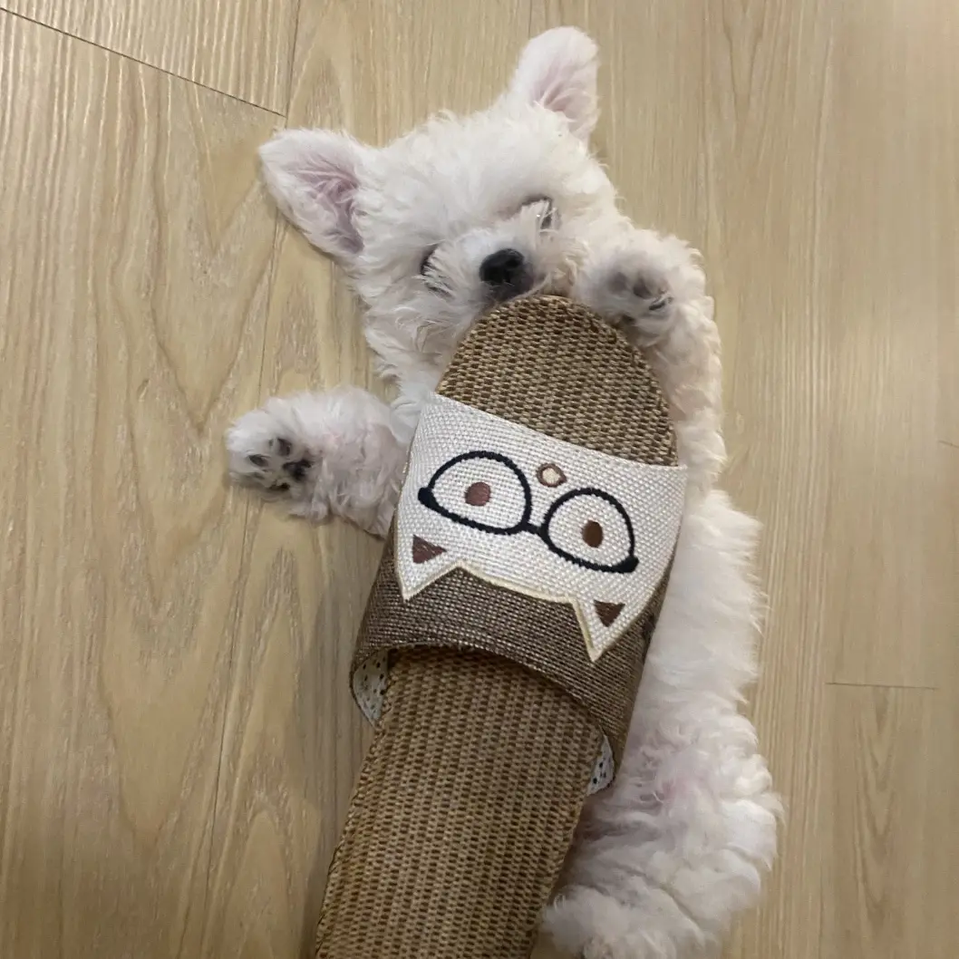 Zero-0708의 꽥꽥탐험대+여우,늑대+좀비세계관