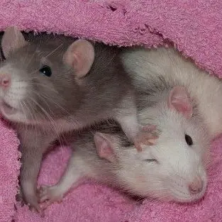 Cod_snowman의 삐뽀