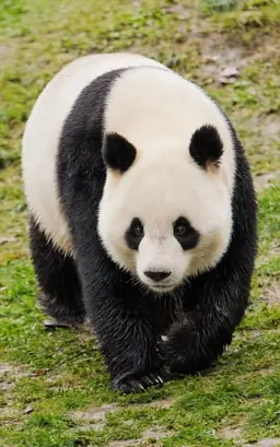 Profile image of 판다