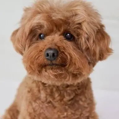 Profile image of 모디