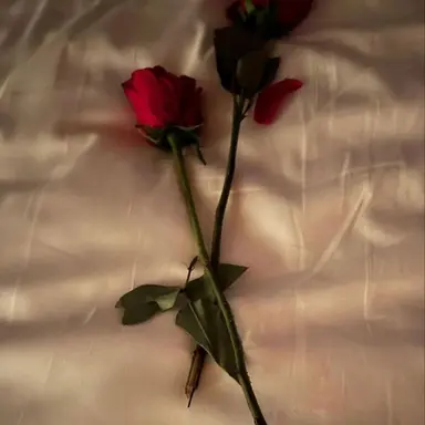 Profile image of 베른