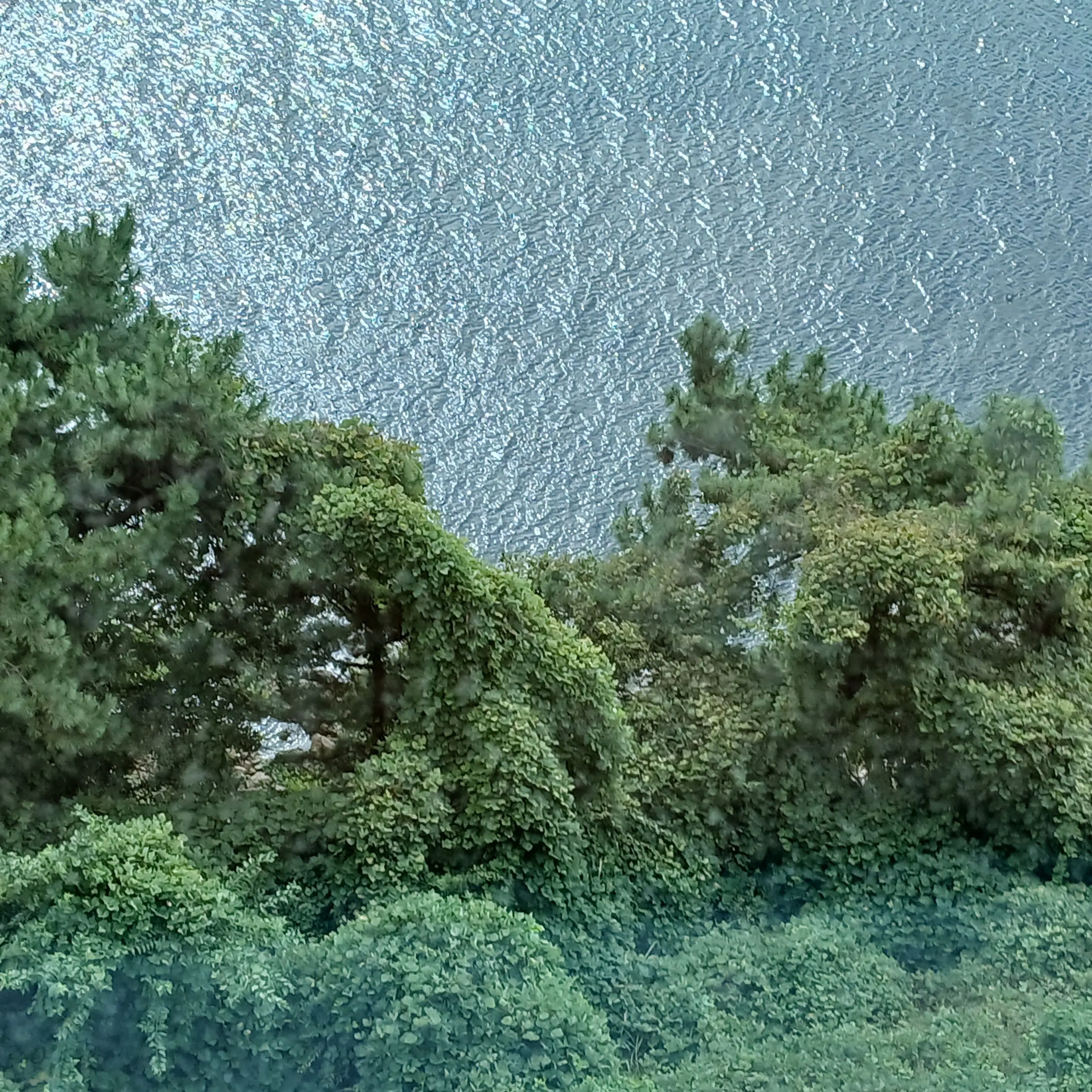 WindyIbis5143의 얀대레 공룡을 마주치다