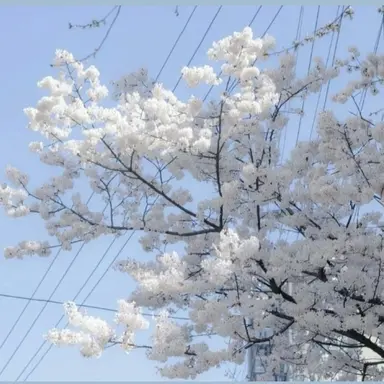 Profile image of 及川