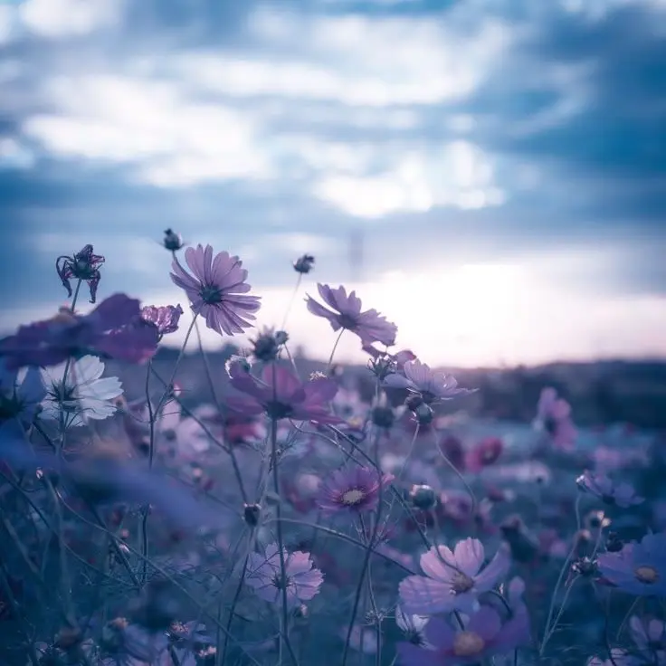 Tukasaki__의 渡会雲雀