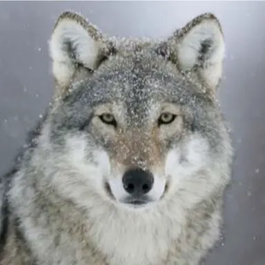 Profile image of 늑대