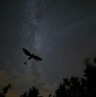 Profile image of How to Train Your Dragon