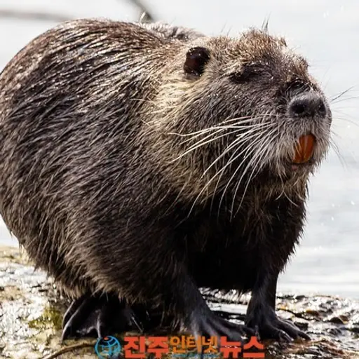 RancidGrit9302의 뉴트링아