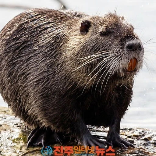 뉴트링아