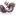 タマミツネ