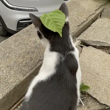 Profile image of 캣삐