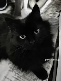 Profile image of Yu Haesol