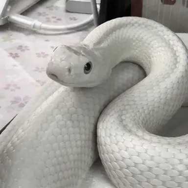 Profile image of 서라더