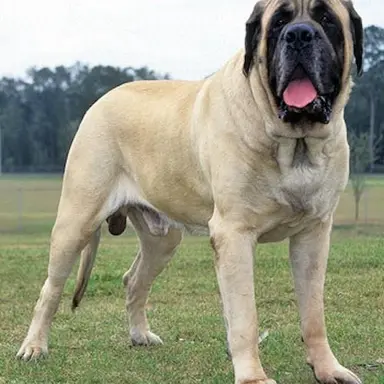 Profile image of Zeus