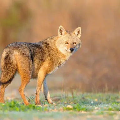 Profile image of Orvyn