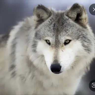 Profile image of 늑대