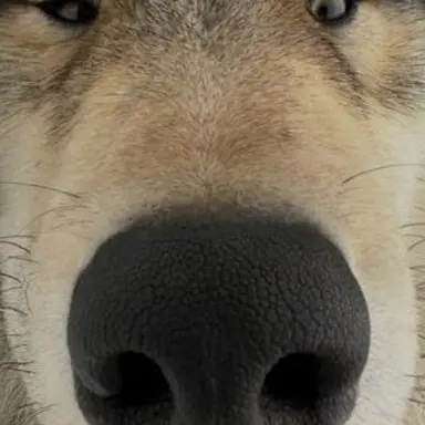 Profile image of 늑대