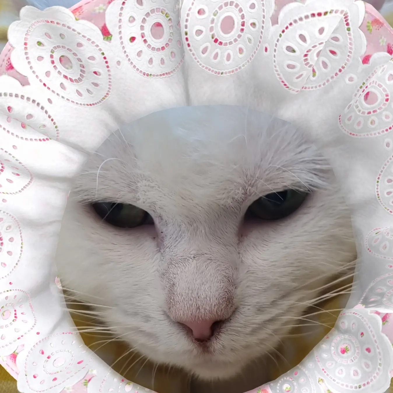 seoyun5959의 햄찌월드