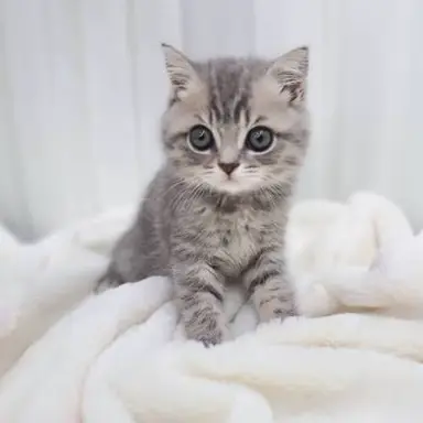 Profile image of 루멘