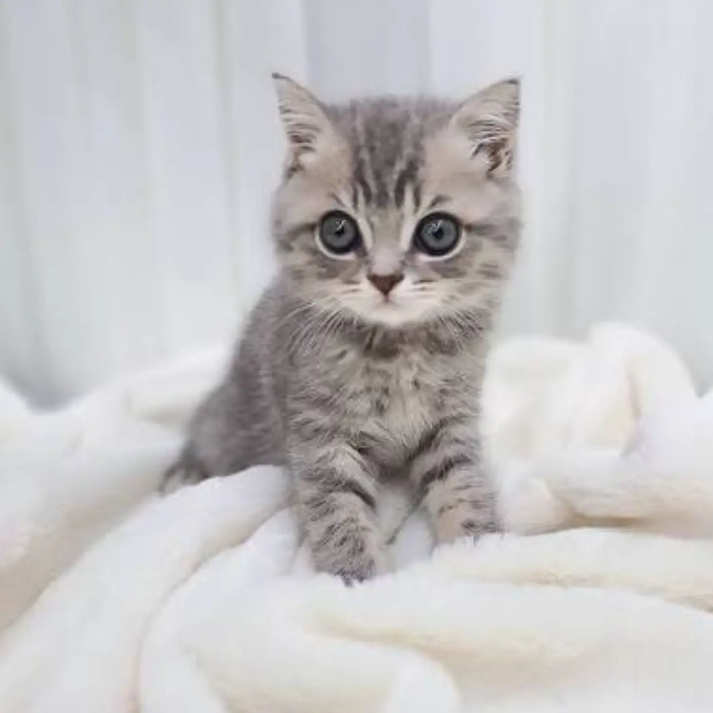 SneakyFinch9014의 아기고양이를 주웠다 (반대)