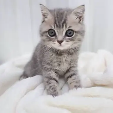 Profile image of 네코