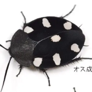 Profile image of ドミノゴキブリ
