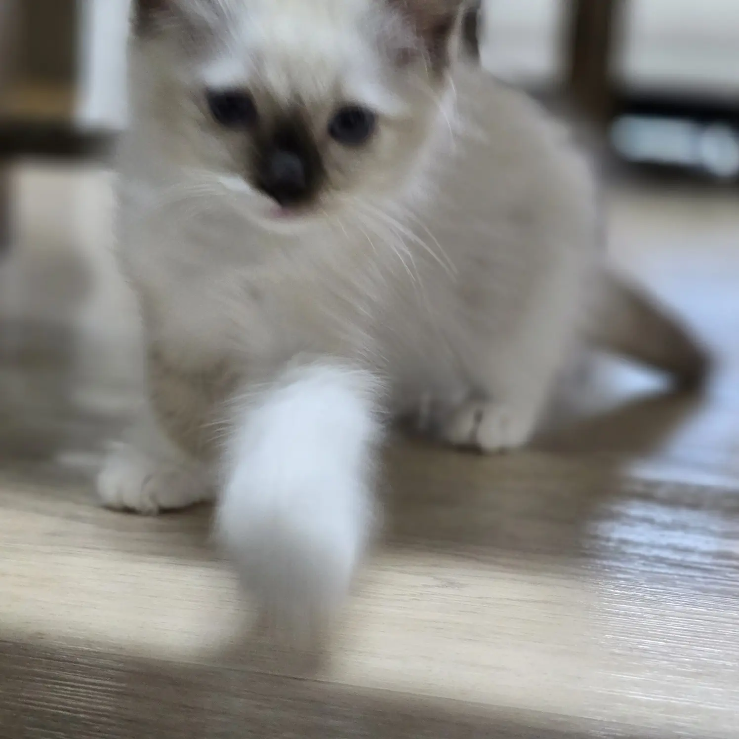 StumpySnake6201의 고양이 키우고 싶은 사람~