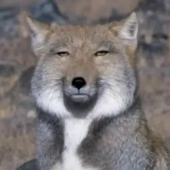 Profile image of 여우