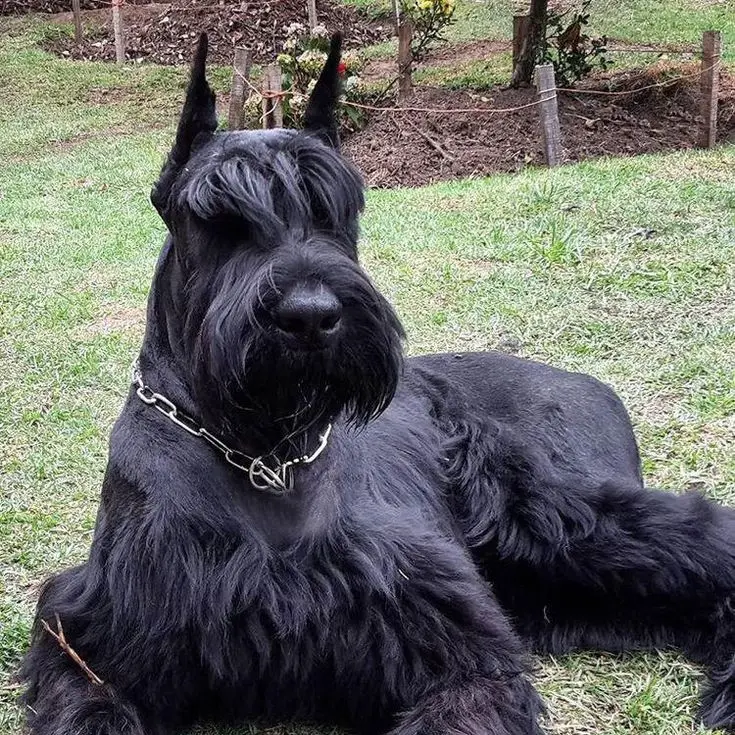 canis_lupus_familiaris의 개들이 모여사는 마을