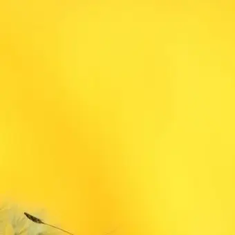 Profile image of 이아리