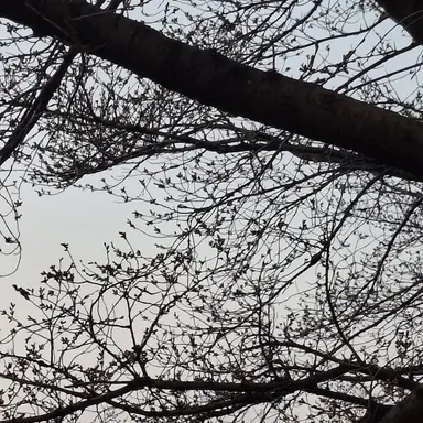 Profile image of 쿠죠 죠타로