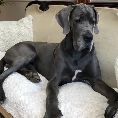 Profile image of Duke