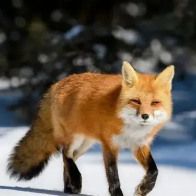 Profile image of Fox