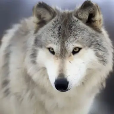 Profile image of Wolf