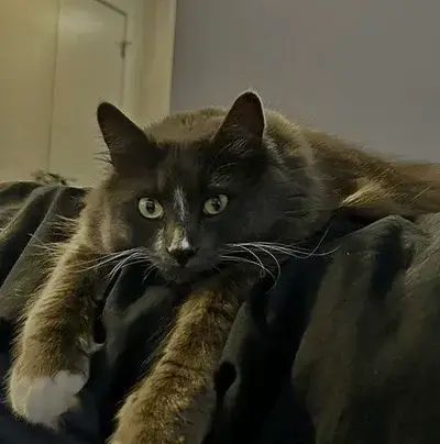 FatDesk6779의 Male Cat