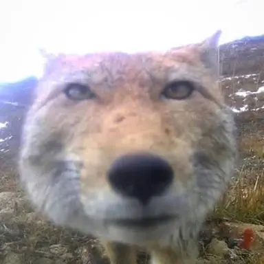 Profile image of 여우