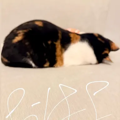 Profile image of 佐久間大介